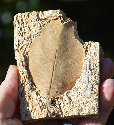 Amazing rare fossil - #23,