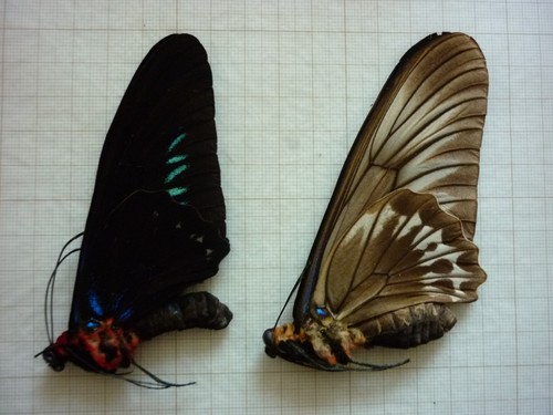 Butterfly entomology - butterfly,