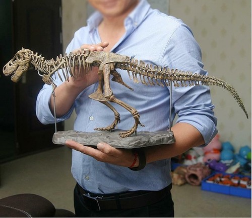 Dinosaur skeleton fossils - dinosaur,