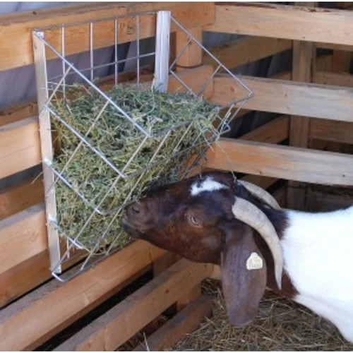 Rugged ranch sheep goat - ranch, &