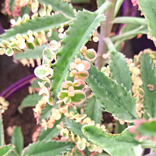 X30 kalanchoe pink butterflies - pink,