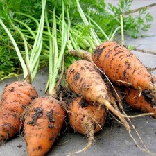 Carrot Vegetable Plant 6 Pack