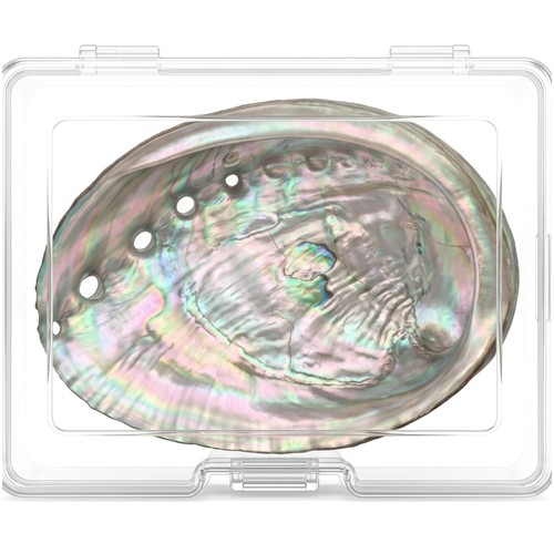 Large abalone shell bowl - large,