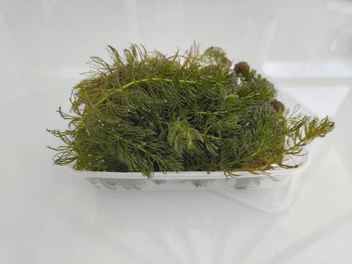 Large hornwort - 1, x