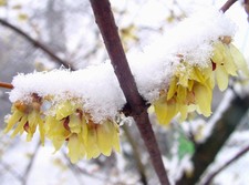 Chimonanthus praecox