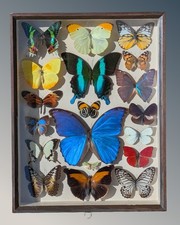 Beautiful Butterfly Collection