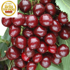 Sweet cherry patio fruit - cherry, tree
