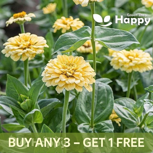 Zinnia dahliaflowered - zinnia,