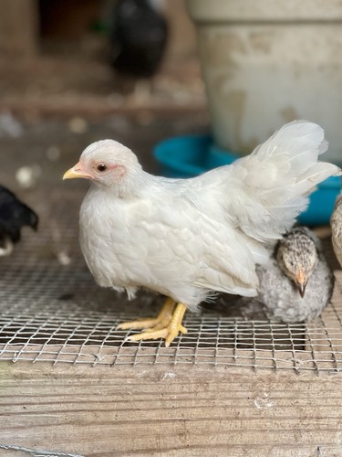 Serama eggs fertile - eggs,