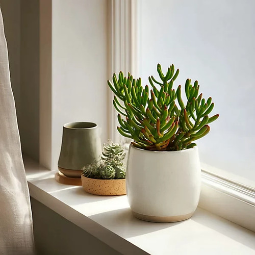 Crassula ovata gollum - crassula,