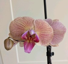 Phalaenopsis Hybrid Peach pink