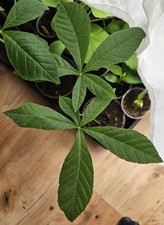 Horse Chestnut Tree Seedlings (Aesculus hippocastanum) - Seed Grown, Fully Hardy
