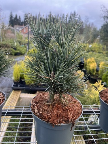 Blue arolla swiss stone pine - blue,