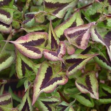 Persicaria purple - persicaria, ‘purple
