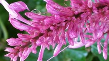 Purple Firespike Semi-Tropical