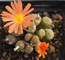 Conophytum ectypum 'tischleri'