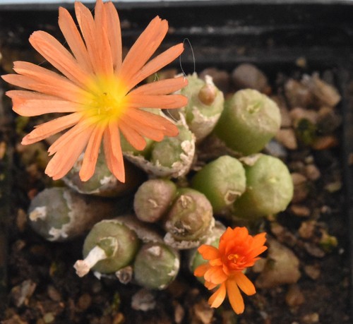 Conophytum ectypum tischleri - conophytum,