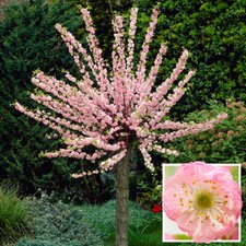 Flowering Almond Ornamental