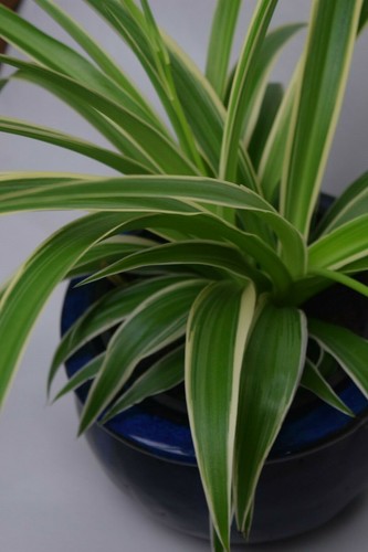 Spider plant chlorophytum - spider,