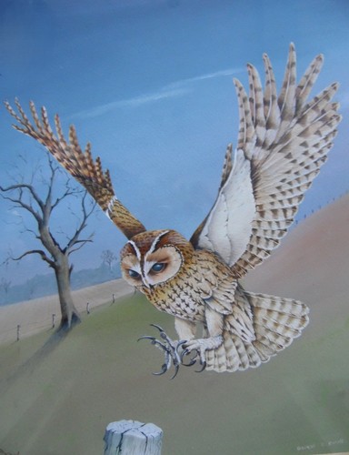 Tawny owl coming - coming, in