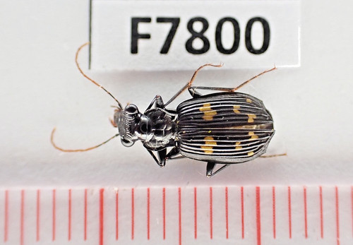 F7800 unmounted insect - unmounted,