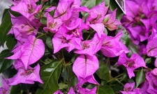 Bougainvillea glabra