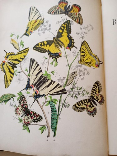 European butterflies moths - butterflies, &