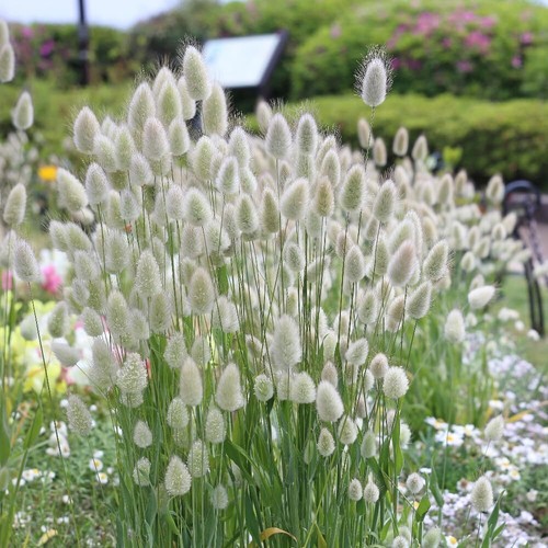 Bunny tails ornamental grass - bunny,