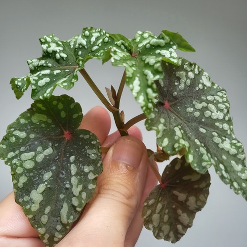 Rare begonia izumo no - begonia,