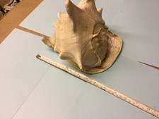 large conch sea shells 9
