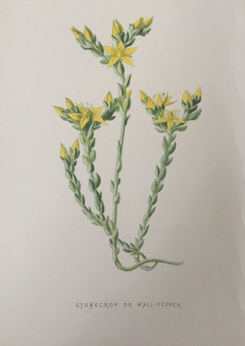 Antique botanical print - antique,