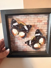 Madagascar Diadem Butterfly