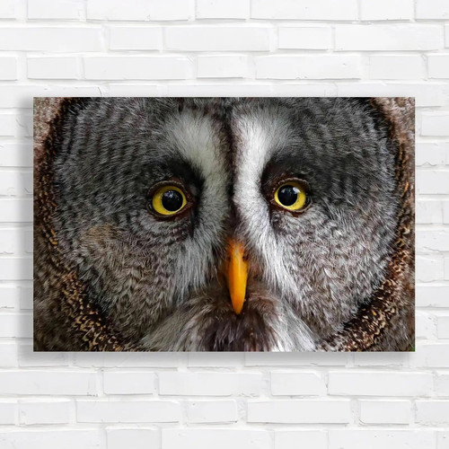Captivating owl close - captivating, close-up