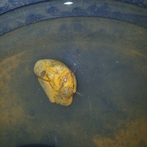 Gold ore agate - gold,