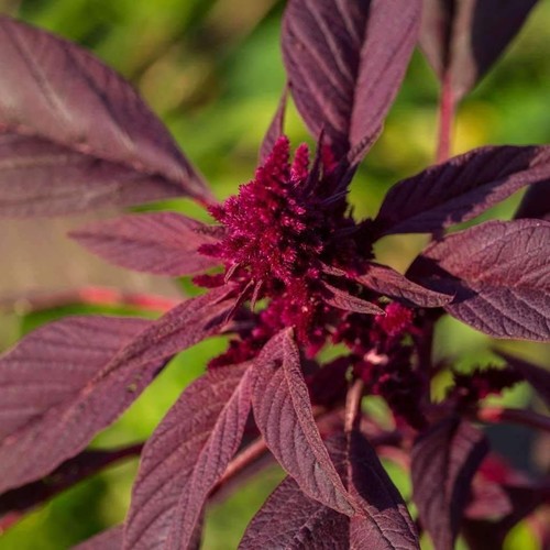 Red garnet amaranth seeds - red,