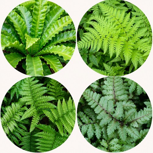 Fern plant mix 9cm - x, pots
