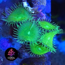 Ultra Bright Green Implosions 5 Head Zoa Frag WYSIWYG
