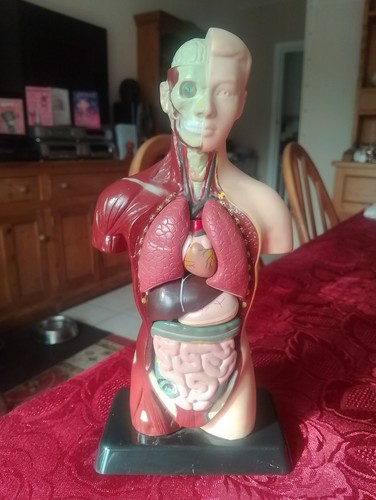 Edu science human anatomy - edu,