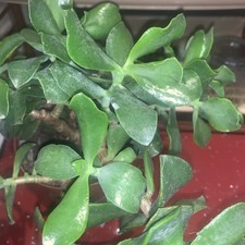 Jade Money Plant, Crassula Ovata, approx 23cm length. pot-less