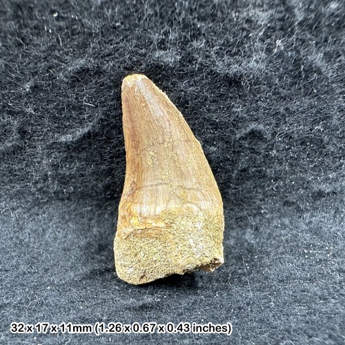 Mosasaur tooth fossil - tooth,
