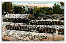 Pigeon Farm Sheds Birds House Columbarium View Los Angeles CA Postcard