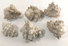 Lot of 6 Small Knobbed Murex