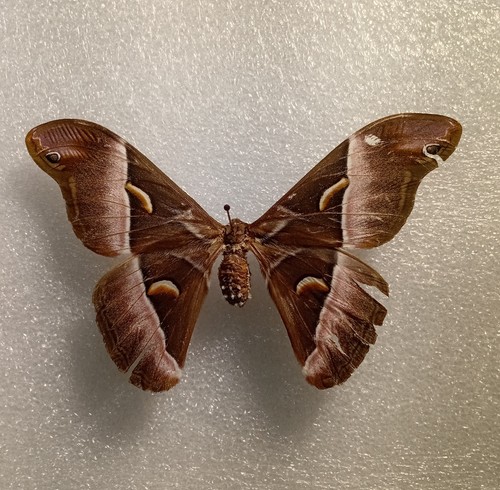 Samia cynthia silk moth set - cynthia,