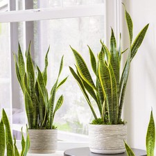 Snake Plant Sansevieria Tall Indoor Plants Exotic Large Trees For Your Home