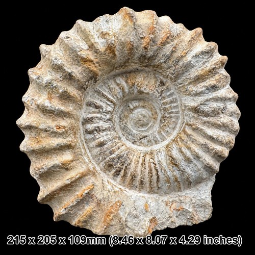 Large fossilised mantelliceras - large,