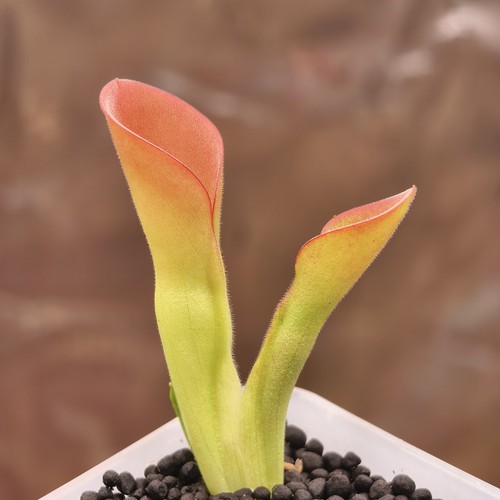 Heliamphora exappendiculata - heliamphora,
