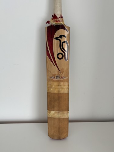 Rare kookaburra angry - rare, beast