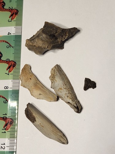 Dinosaur reptile fossil - reptile,