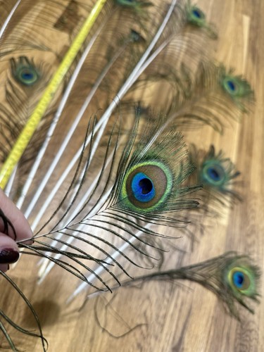 Real peacock feathers 10 - x,