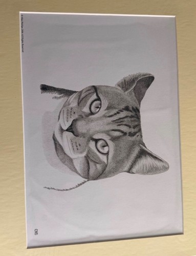 Max phillips tabby cat - max,